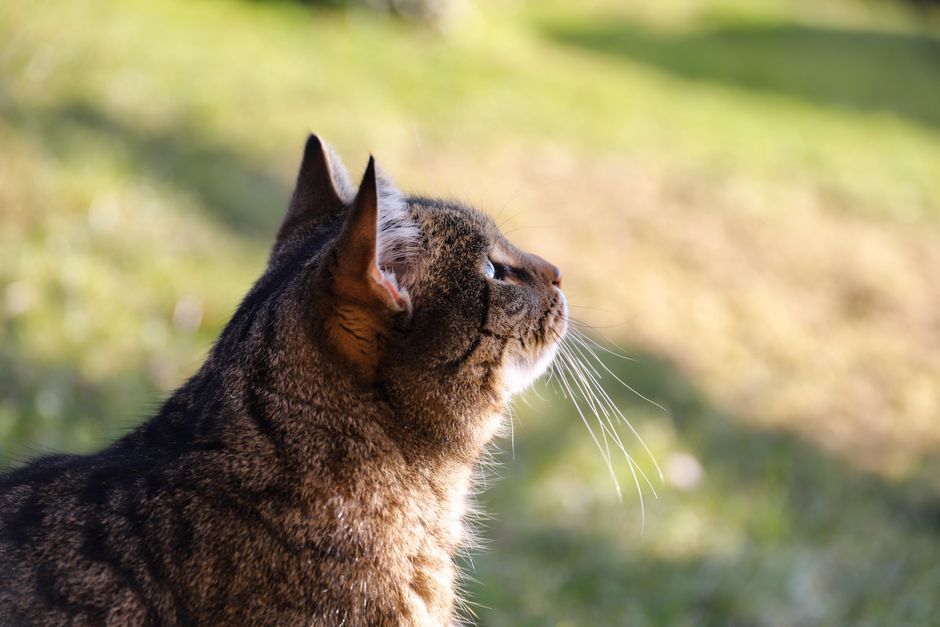 A photo and medical record card for an individual colony cat