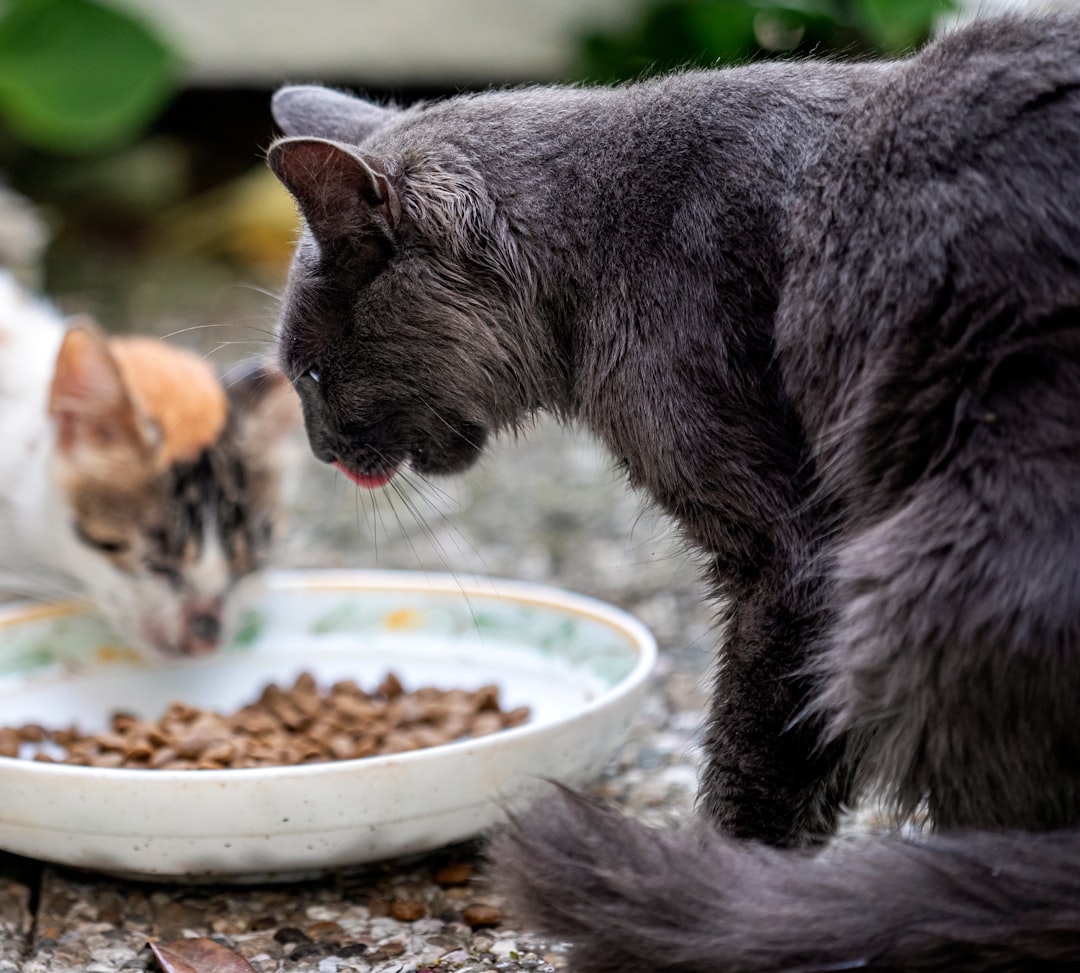 A volunteer caretaker feeding a community cat colony in the Central Valley