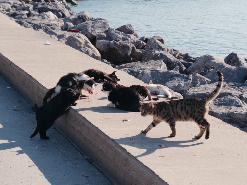 A colony caretaker feeding a group of community cats