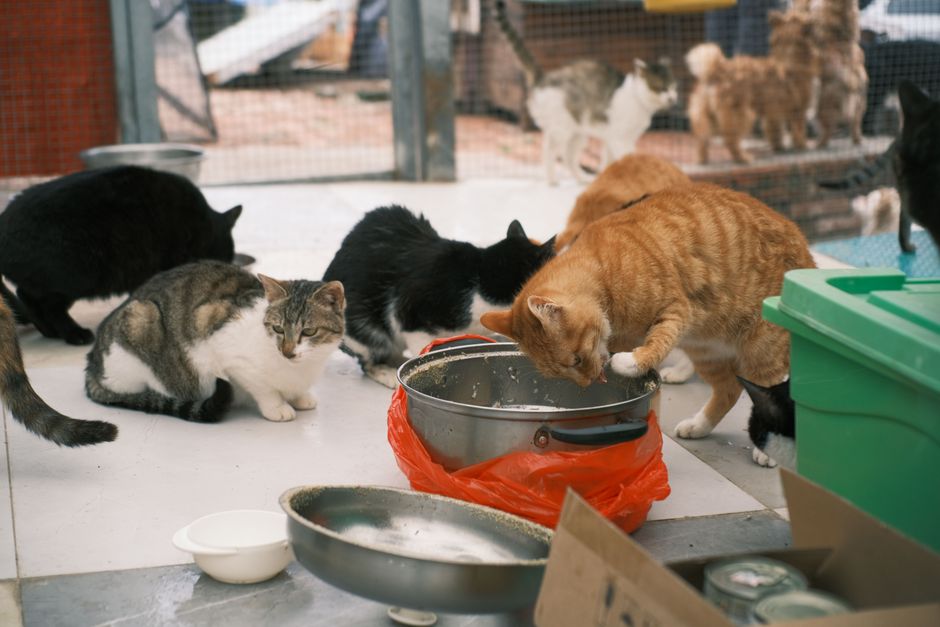 A community cat colony gathered at an outdoor feeding station
