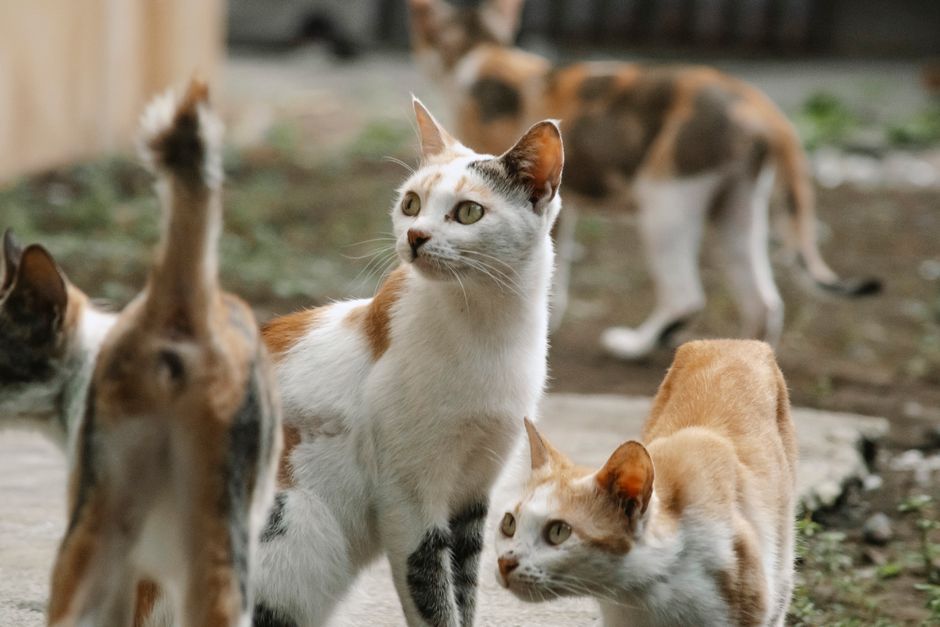 Educational materials explaining community cats to tenants