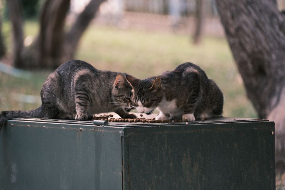 A community cat feeding at dusk, a recommended feeding time