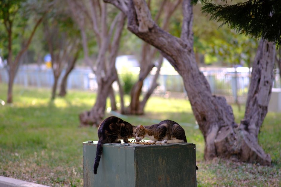 Community Cat Feeding Station Best Practices