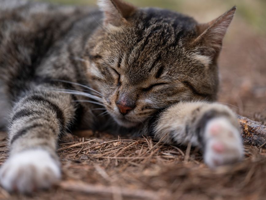 First aid and rescue supplies used to help an injured community cat