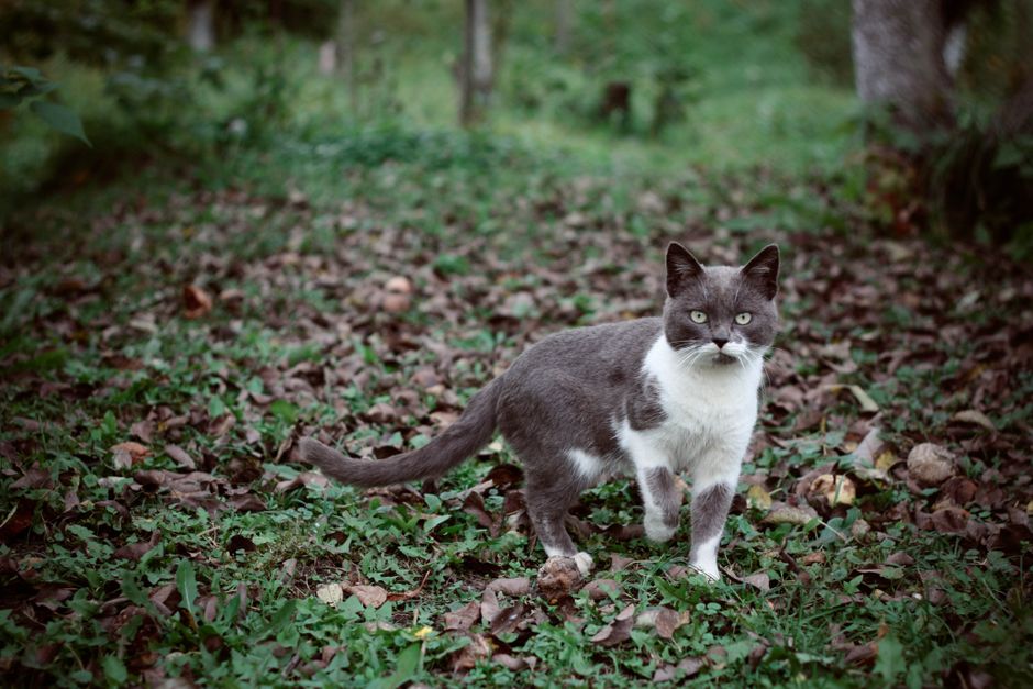 A community cat recovering in its familiar outdoor environment