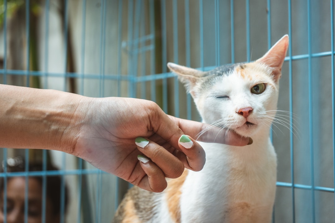 A community cat receiving a vaccine as part of a TNR program