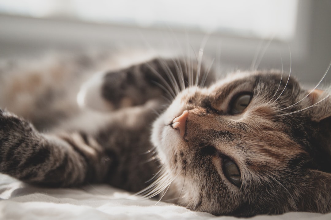 A cat receiving spay/neuter services through Companion Animal Foundation