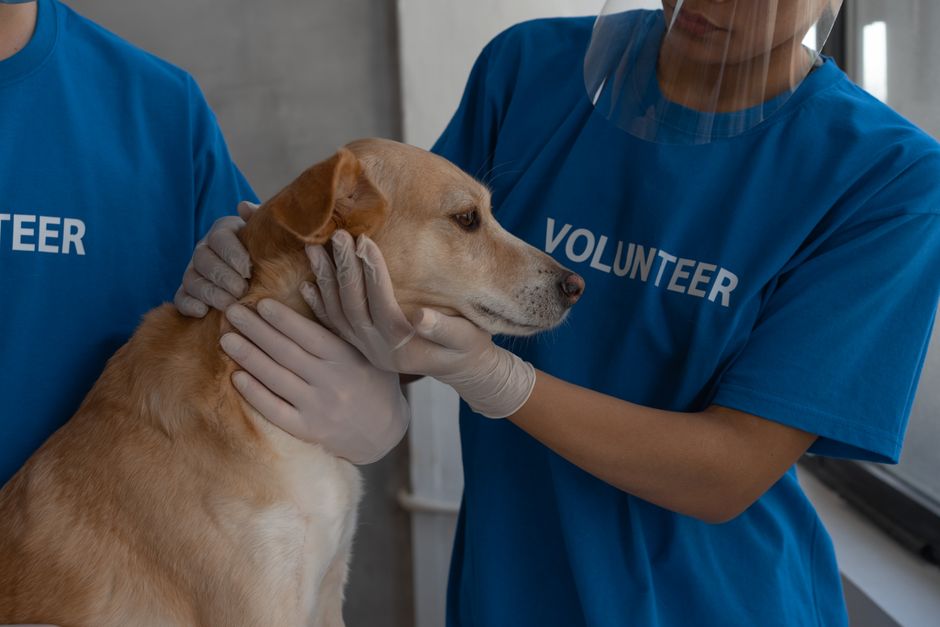 A cat cared for through Domino Effect Animal Rescue in Temecula Valley