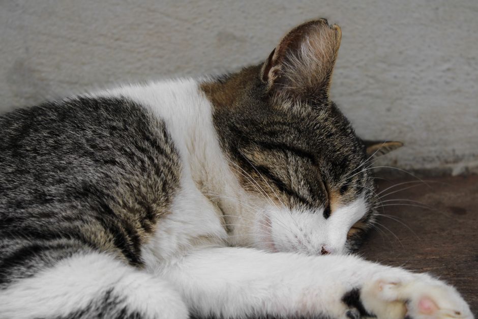 A close-up of a cat's ear-tipped notch, a sign of TNR sterilization