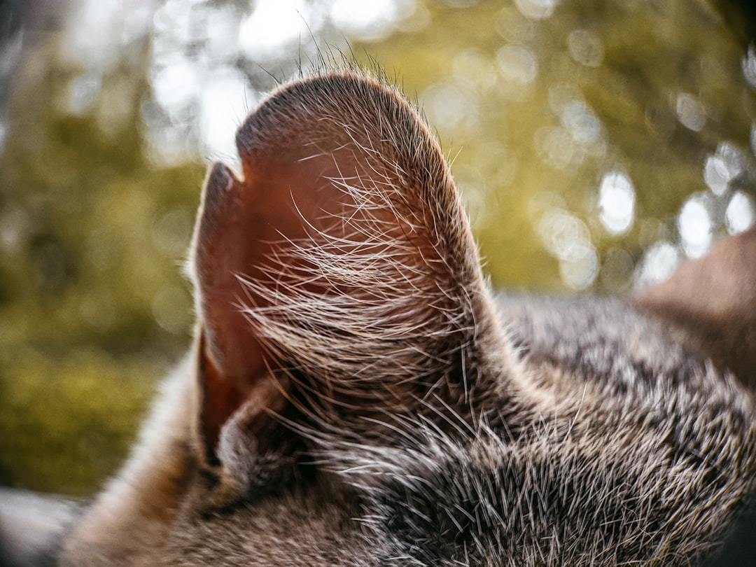 A cat's ear healed after the ear-tipping procedure