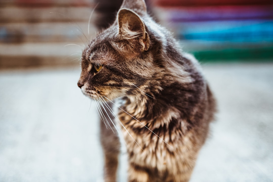 An ear-tipped cat easily identified from a distance as already sterilized