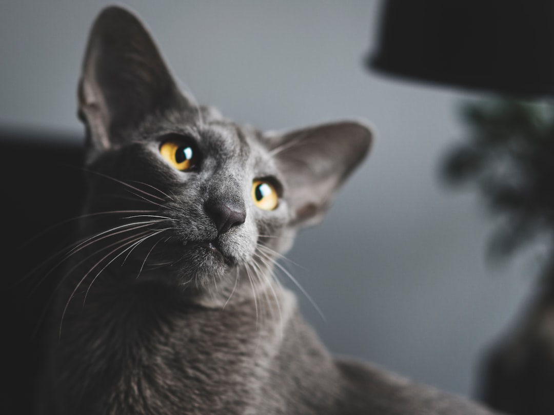 An ear-tipped cat, the universal sign of a completed TNR procedure