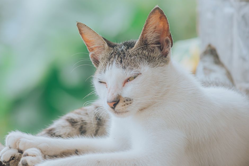 An ear-tipped cat resting safely within its managed colony