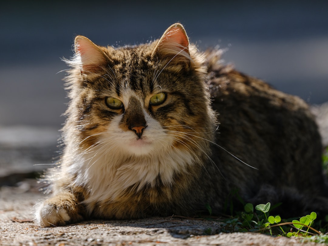 An ear-tipped community cat that has been vaccinated through TNR