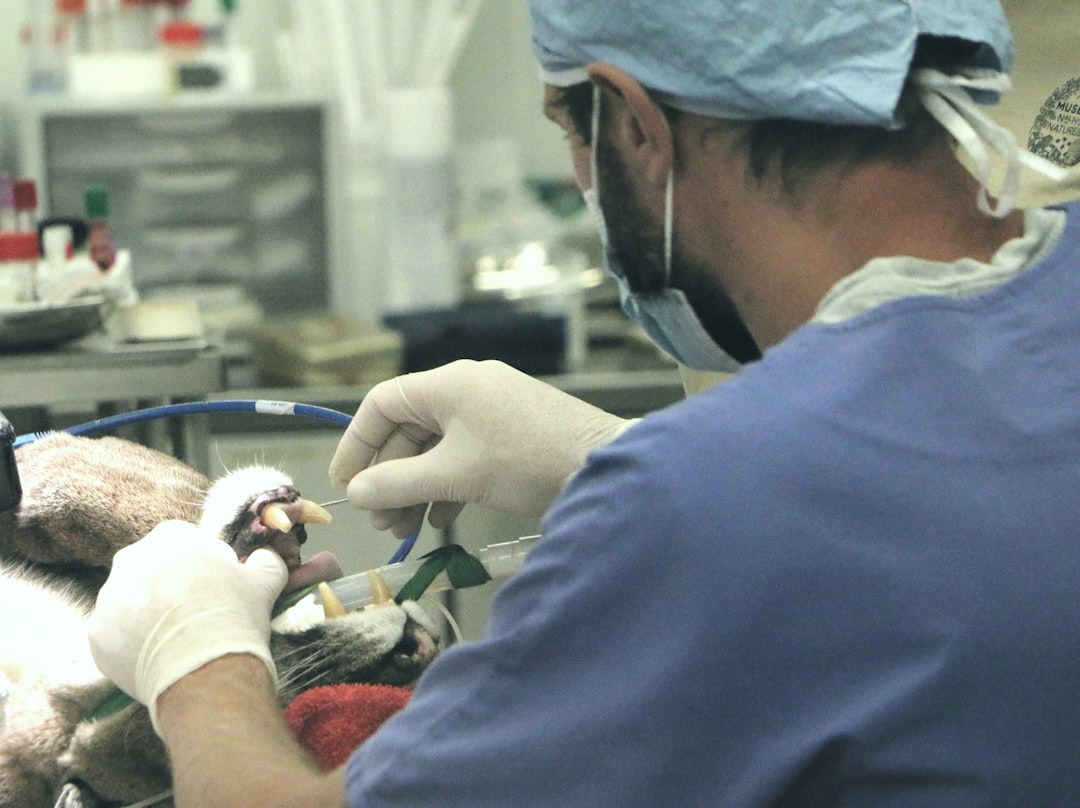 Ear-tipping performed during the same surgery as spay/neuter