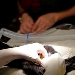 A veterinarian performing ear-tipping surgery on a sedated cat