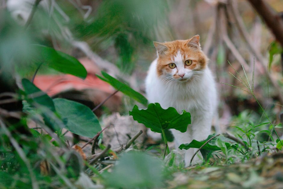 A volunteer with the Elk Grove Cat Rescue Group performing TNR work