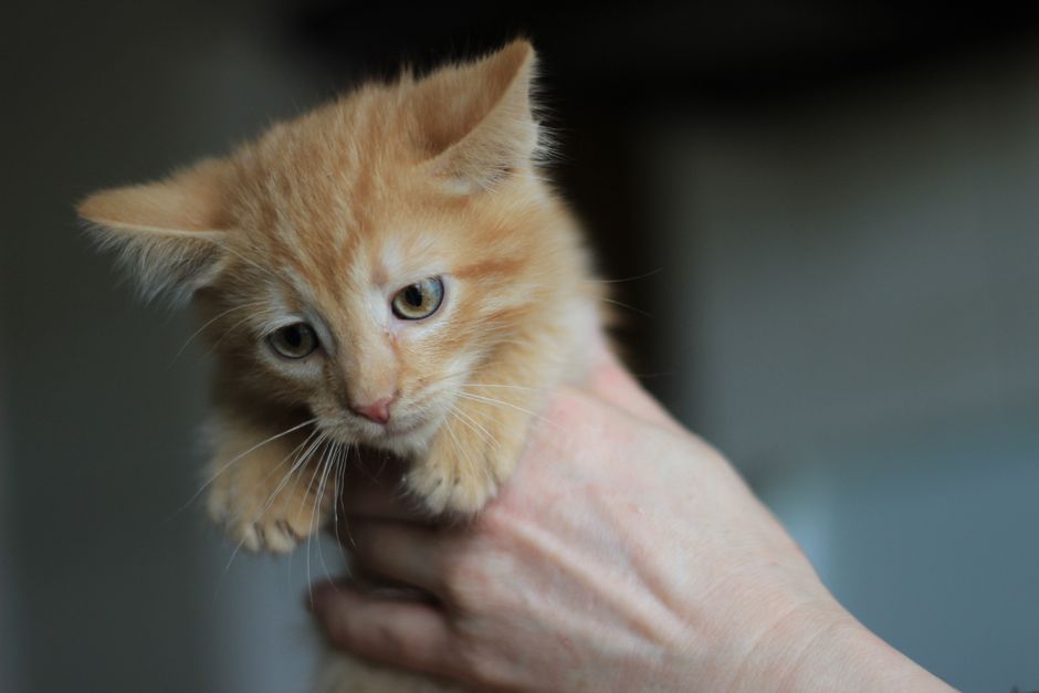 A kitten adopted into a family home near Elk Grove, CA