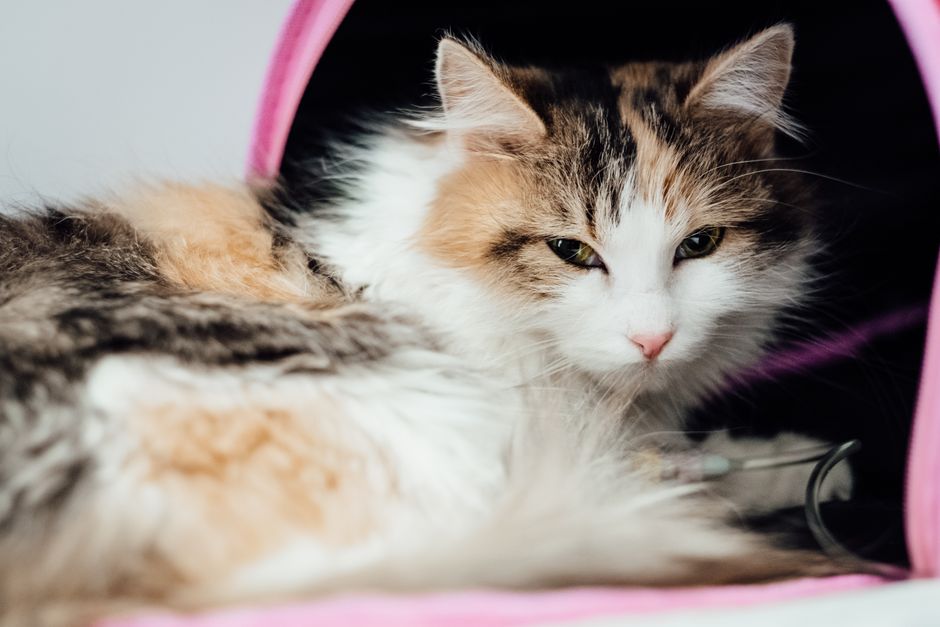 An emergency vet visit, the kind of cost pet insurance is designed to help cover