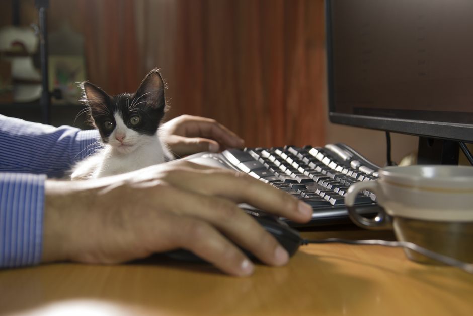 An employee spending volunteer time off playing with a shelter cat