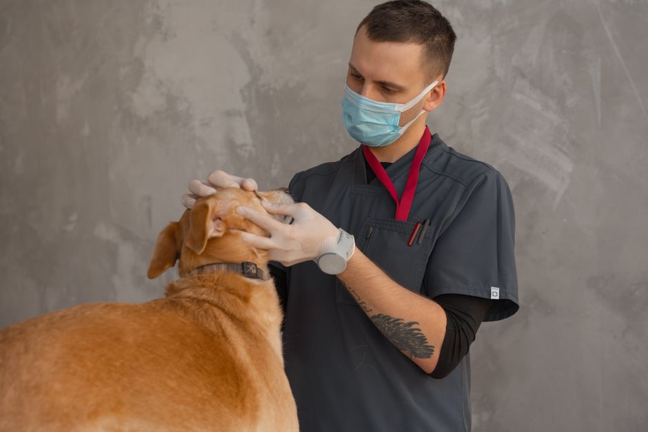 A certificate for a free veterinary exam included with cat adoption
