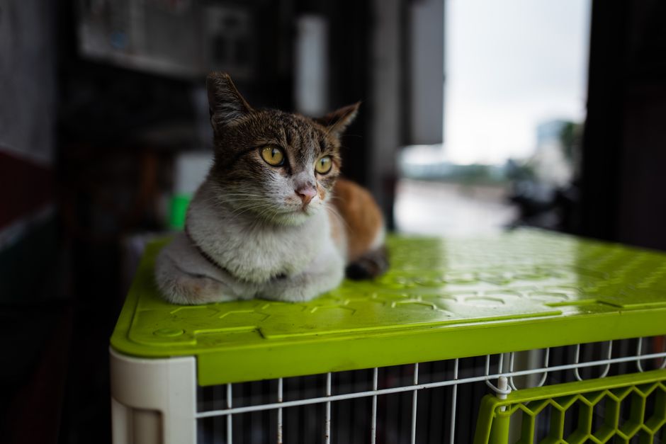 A cat available through an off-site adoption event at a pet store