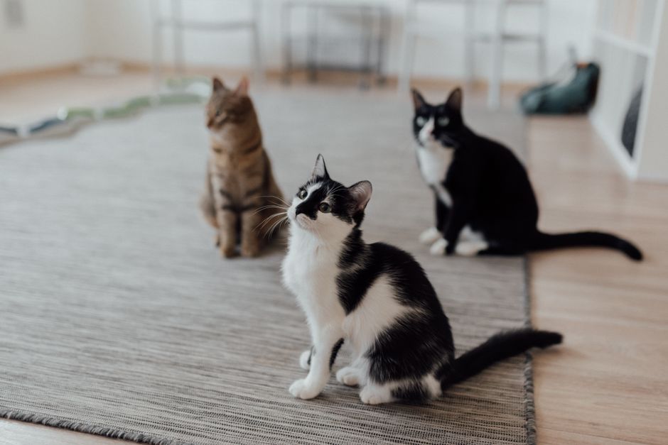 A newly adopted cat in its new Eureka home