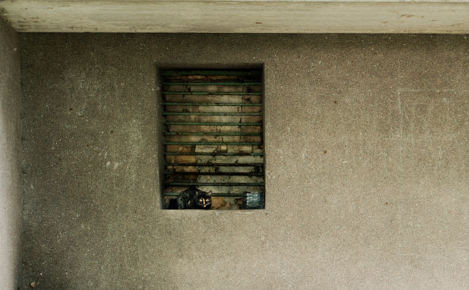 A cat looking out a shelter window in the Eureka, CA area