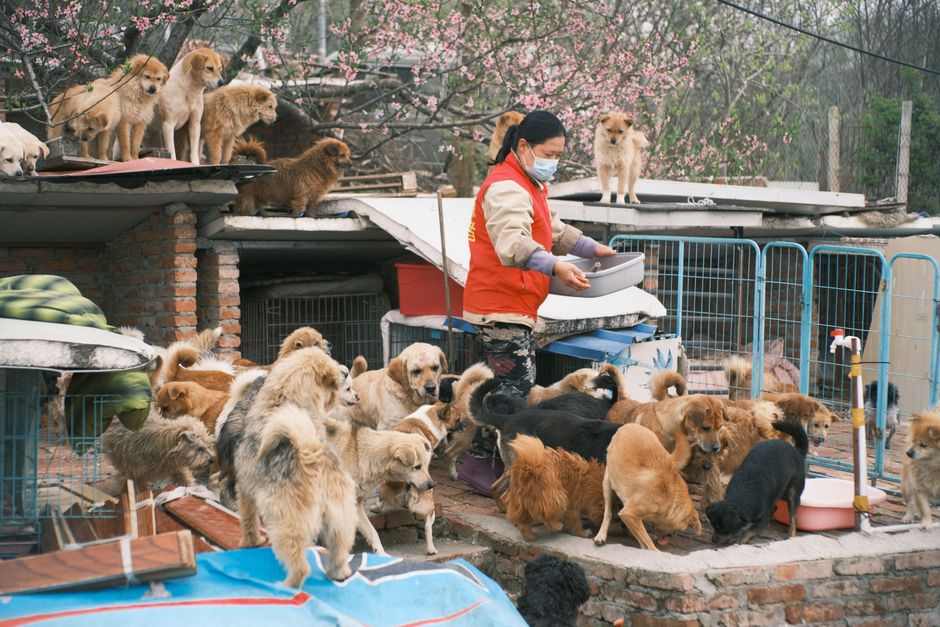A volunteer cleaning a cat kennel at a Eureka area shelter