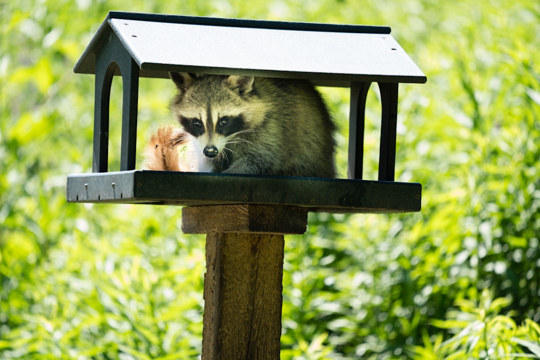 An elevated feeding station designed to deter wildlife