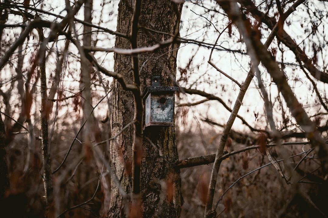 A trail camera used to monitor a community cat feeding station