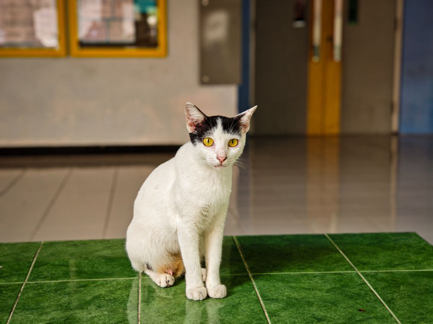 FeLV-positive cats are generally kept in single-cat or FeLV-positive-only households