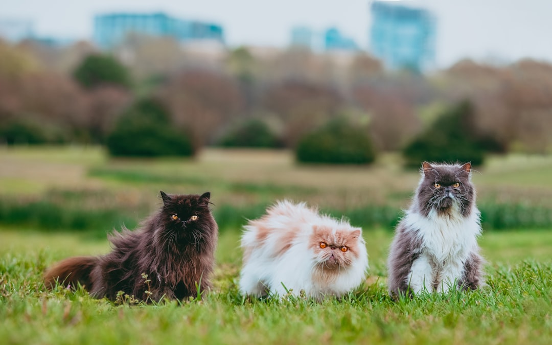 A community cat colony of the kind managed through TNR in the Central Valley