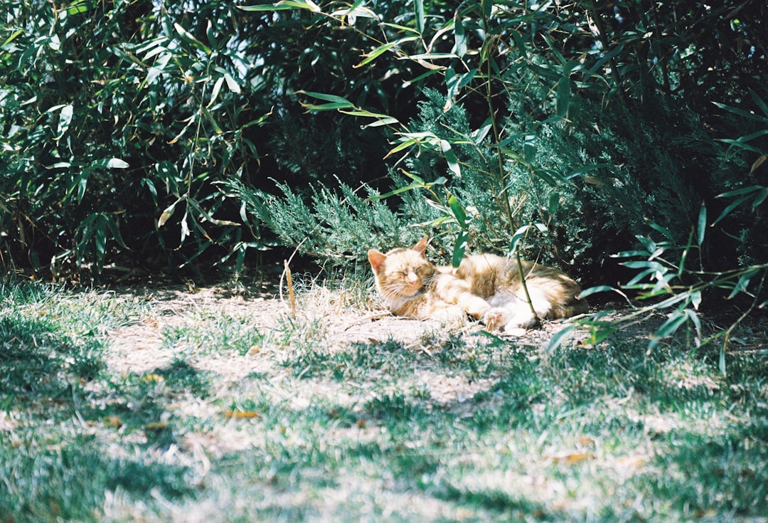 A feral cat keeping its distance and avoiding direct contact with people