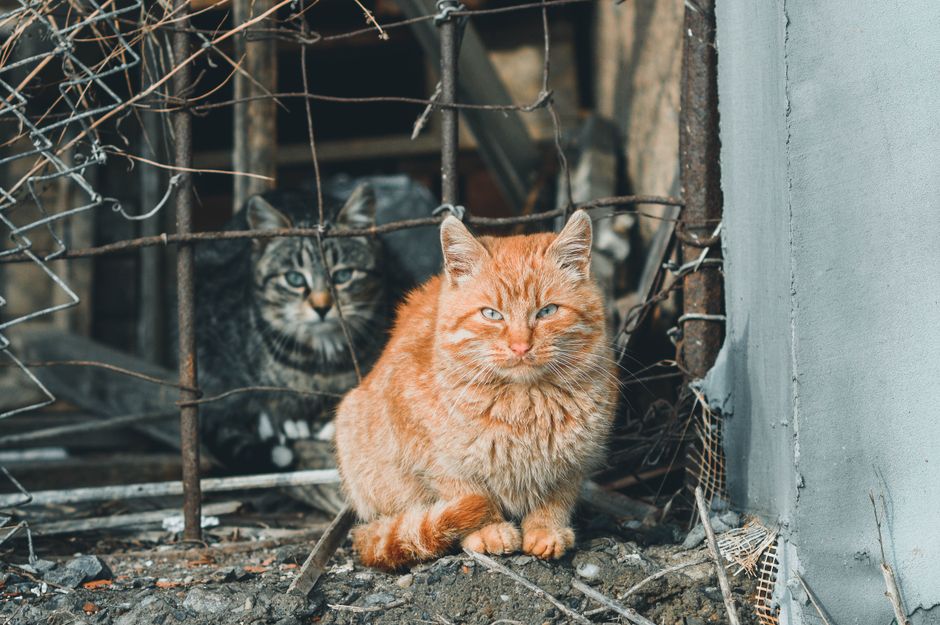 A feral cat being released back to its territory after TNR recovery
