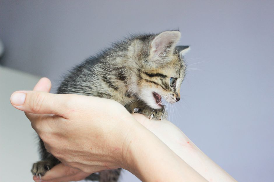 A feral kitten slowly building trust and approaching a hand