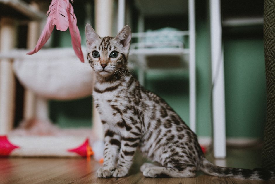 A wand toy used to gently socialize a feral kitten