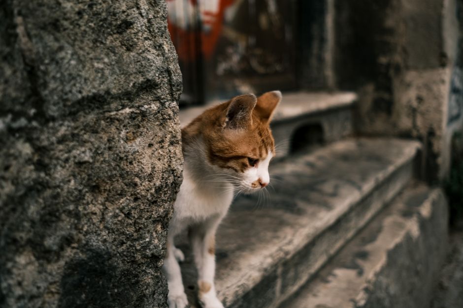 An outdoor cat keeping a cautious distance from people