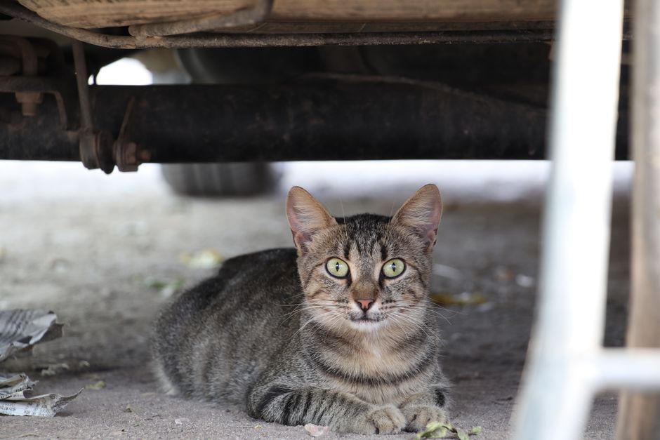 A wary cat avoiding contact, a sign it may be feral rather than a lost pet