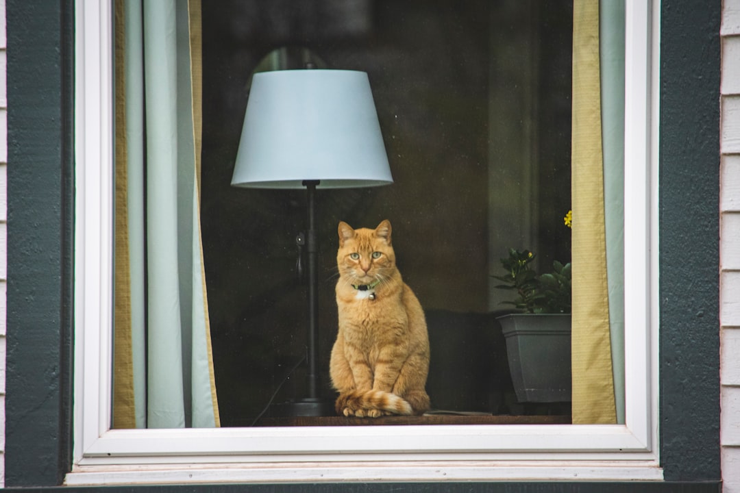 An indoor-only lifestyle is central to managing FIV and FeLV in cats