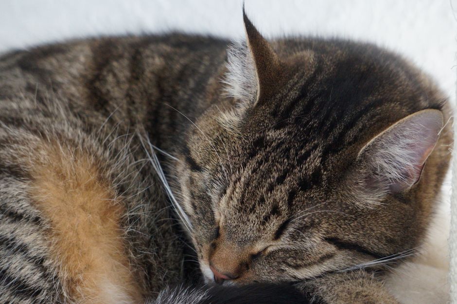 Foster cat resting in a volunteer foster home near Bakersfield