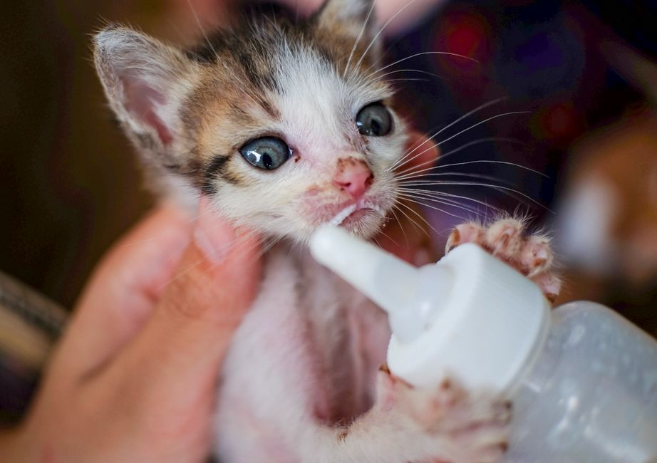 Bottle-feeding a foster kitten too young for adoption
