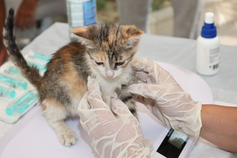 Weighing a foster kitten to track healthy growth