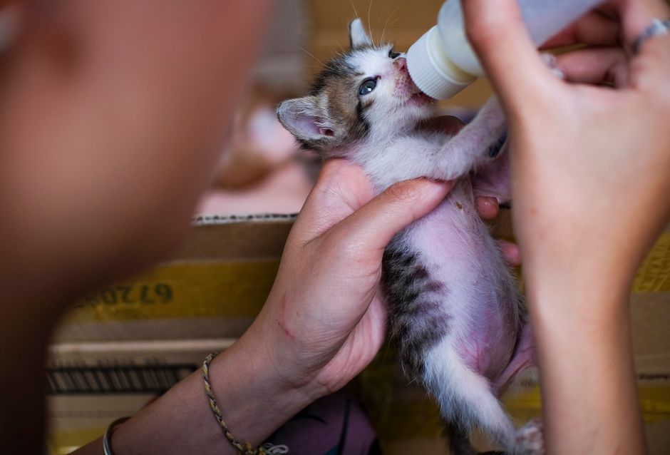 How to Foster Kittens: A Beginner’s Guide