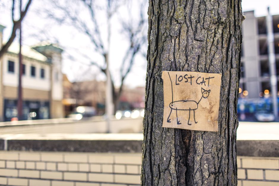 Posting a found-cat report to help reunite a stray with its owner
