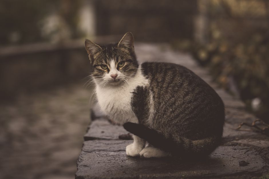 Found a Stray Cat? Here’s Exactly What to Do