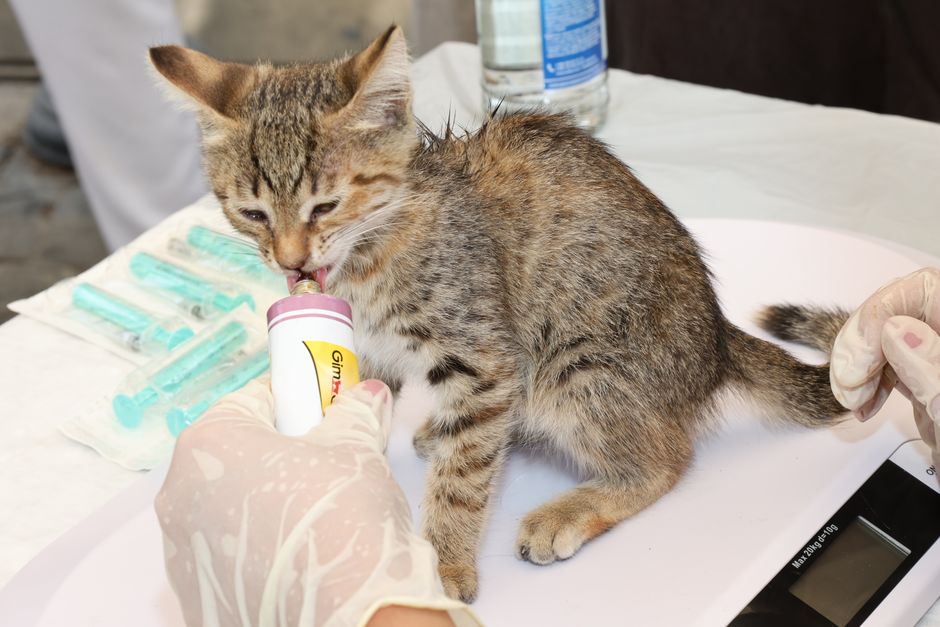 A cat receiving a microchip as part of the adoption process in Fremont