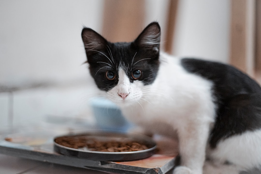 A shelter volunteer caring for cats at a Fresno area animal center