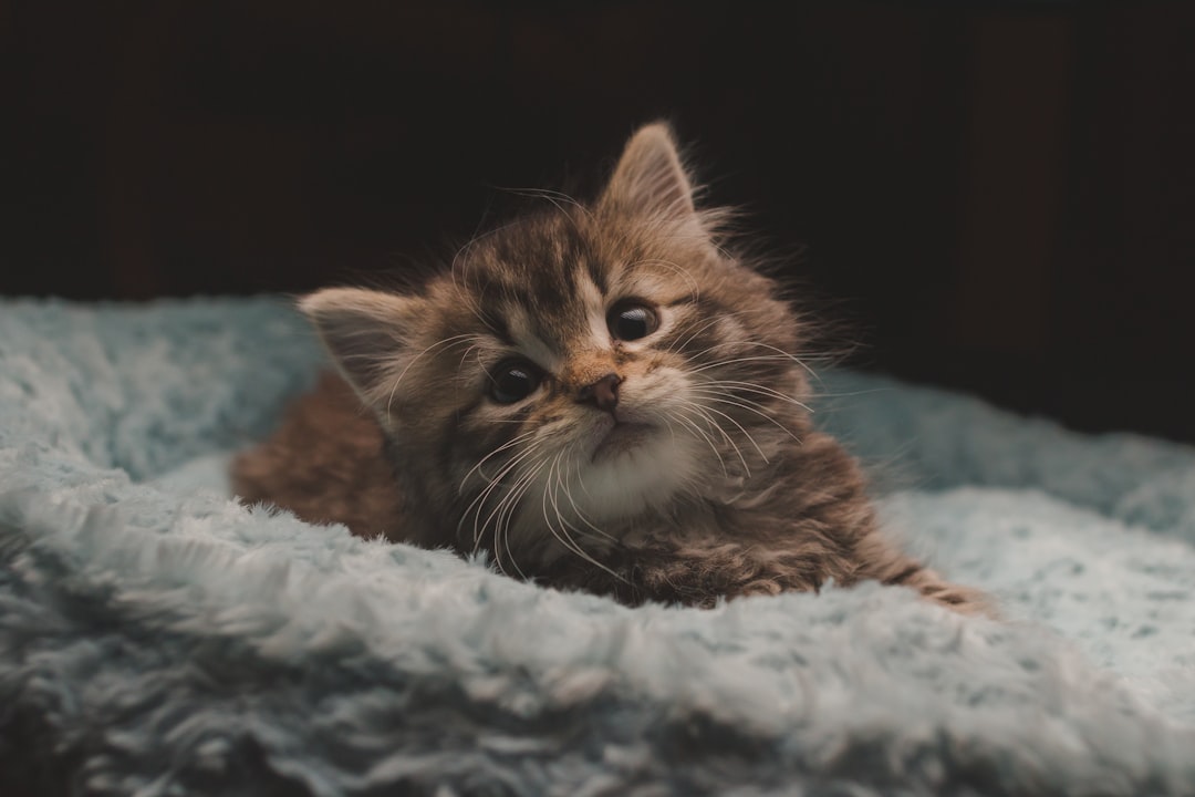 A kitten available for adoption through a Fresno animal services organization
