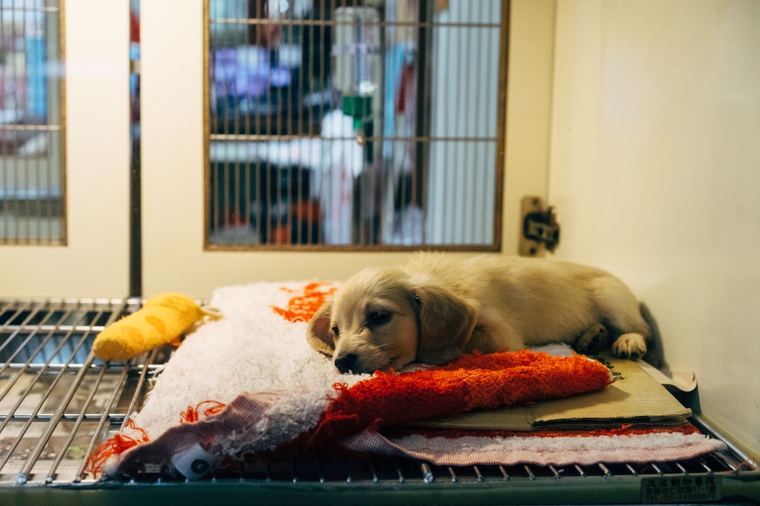 City animal shelter similar to Front Street Animal Shelter in Sacramento